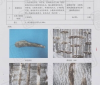 新手两三千预算怎么买到合适的沉香手串？避坑要点和选购品牌渠道方向