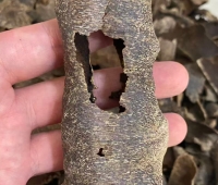 熟结沉香vs生结沉香，哪个更好？新手入门选购指南 